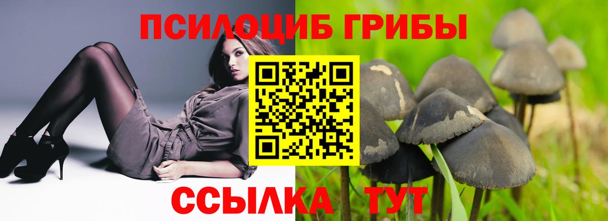 Балашиха  Псилоцибиновые грибы Psilocybe  Вход с VPN 